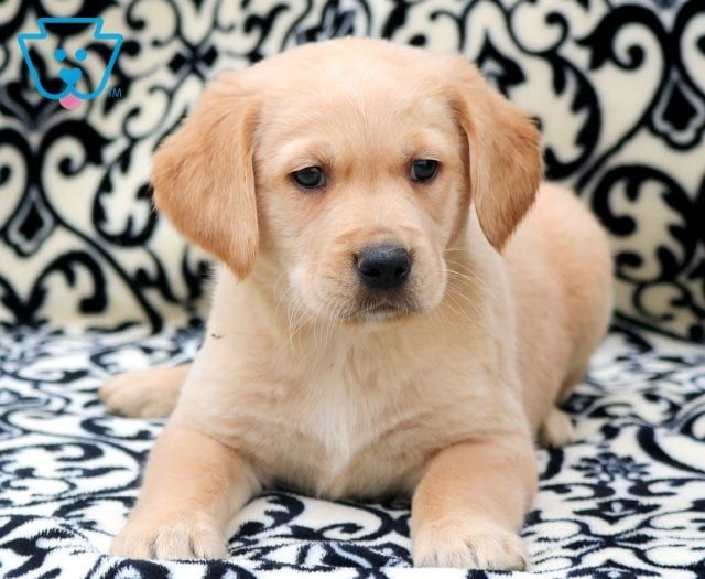 golden labrador puppies near me