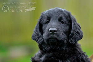 flatcoat puppies for sale uk