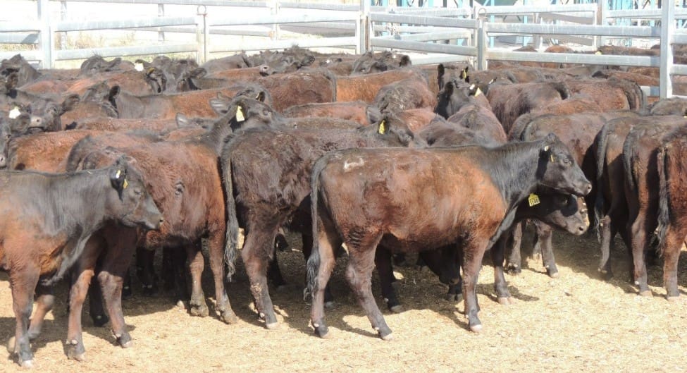 auctionsplus cattle