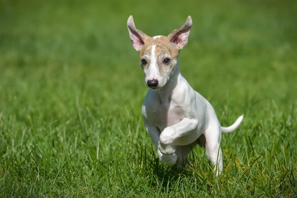 bull whippet puppies