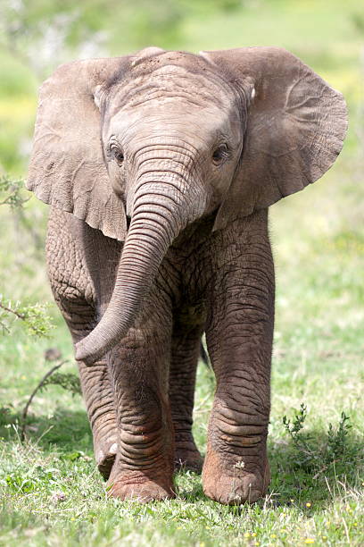 pictures of cute elephants