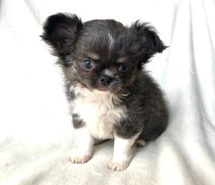 chihuahua dogs for sale in nottingham