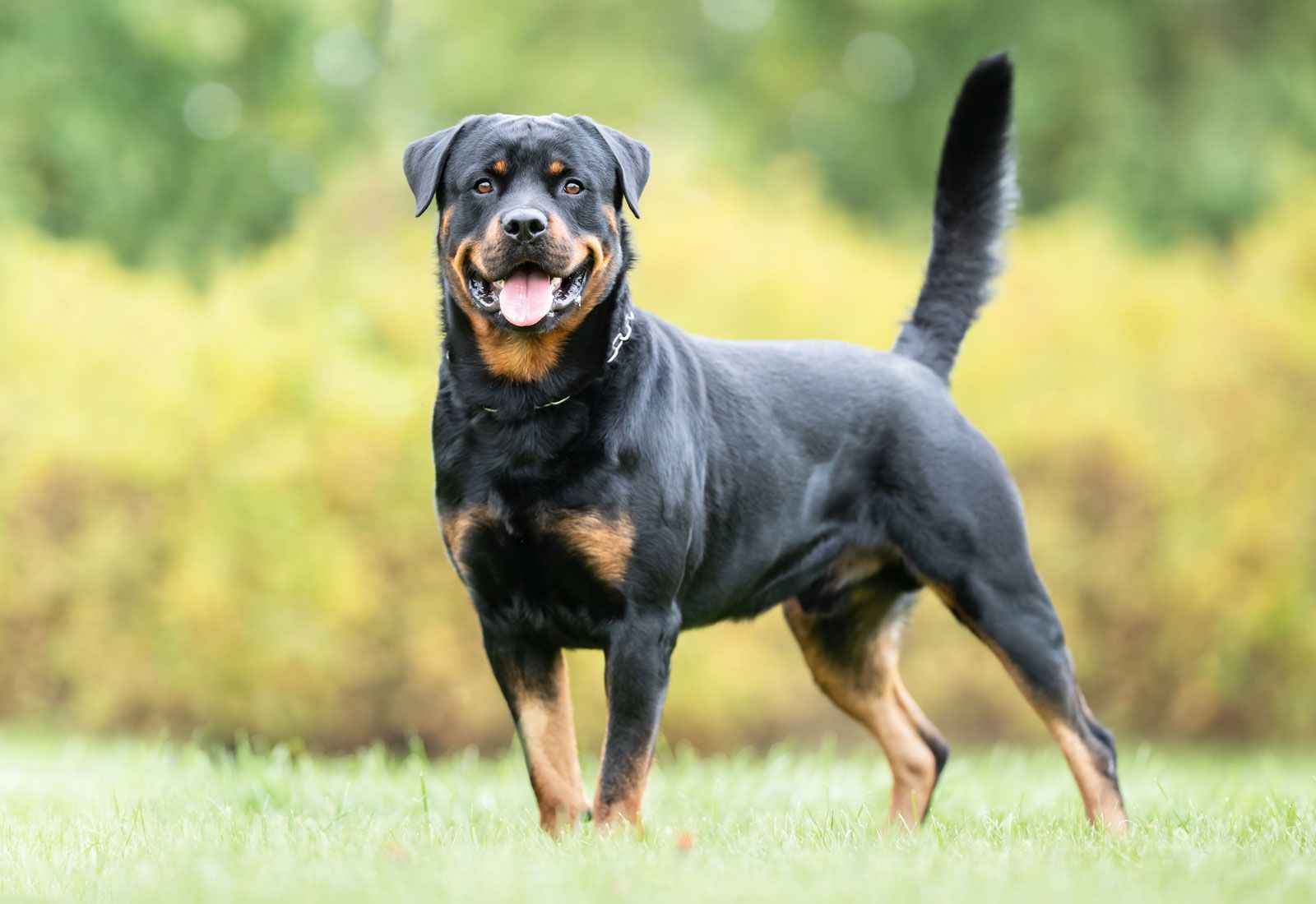 rottweiler pictures