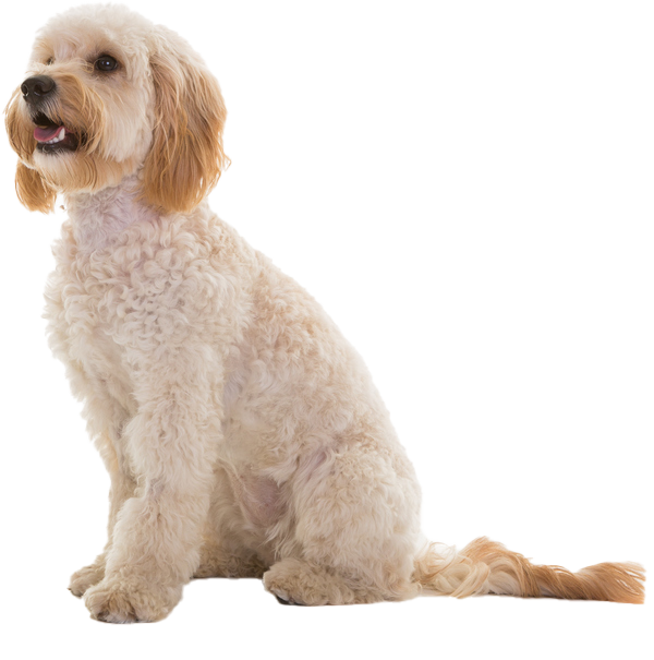 life expectancy of a cockapoo dog