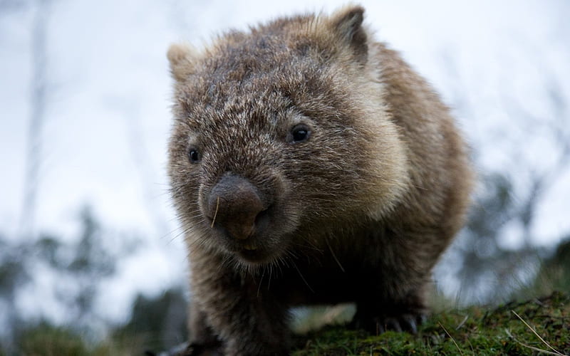 pissy wombat