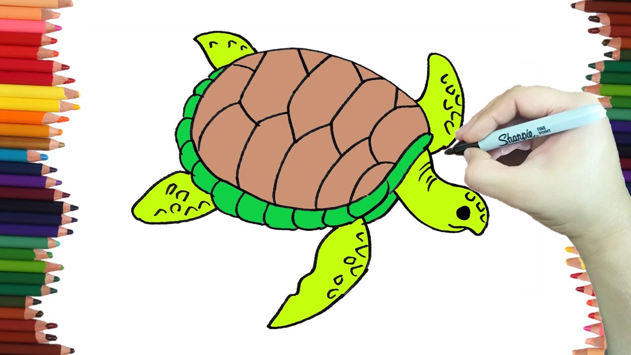 dibujo tortuga de mar