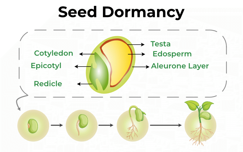 dormancy meaning in telugu