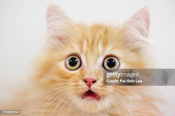 pictures of scared cats