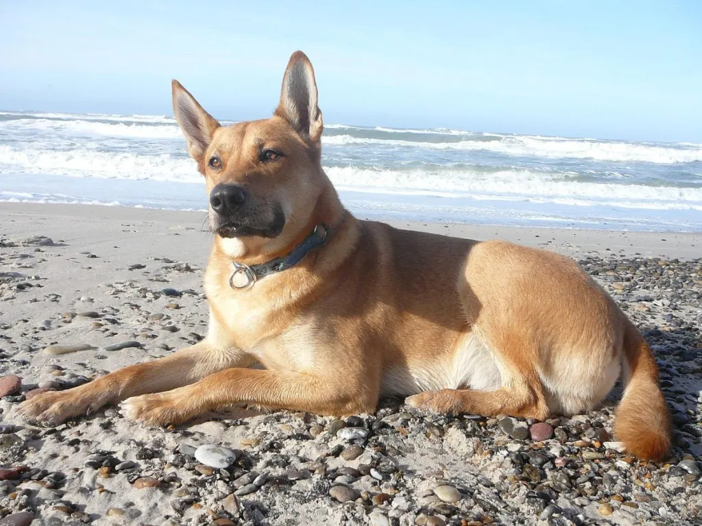 american dingo breeder