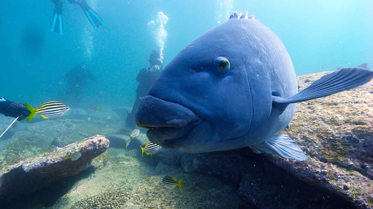 abyss scuba diving