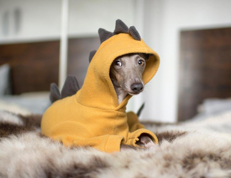 clothes for greyhounds