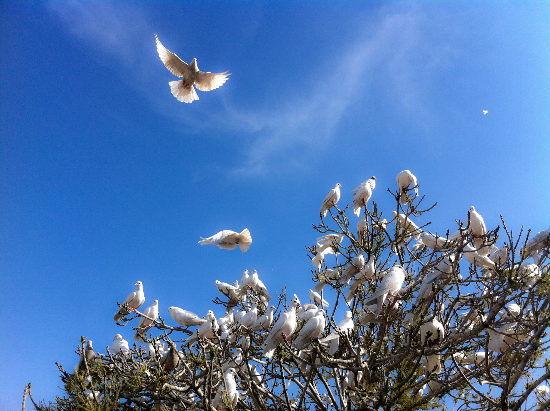 which bird is considered as a symbol of peace