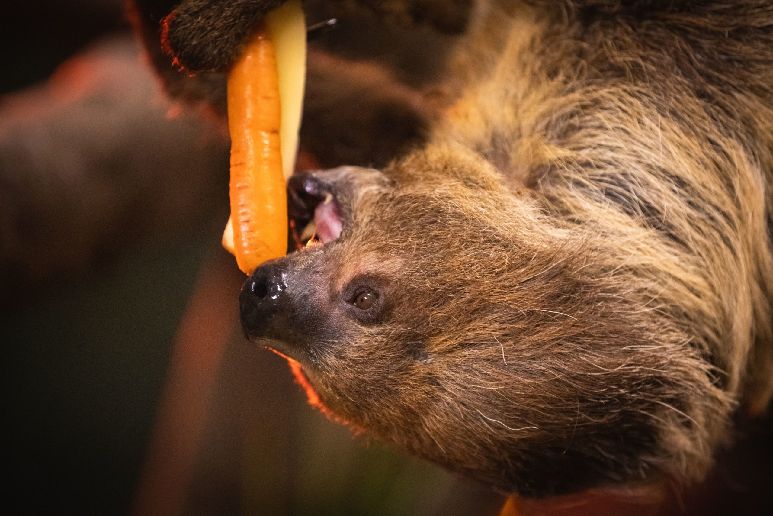 sloth sanctuary uk near me