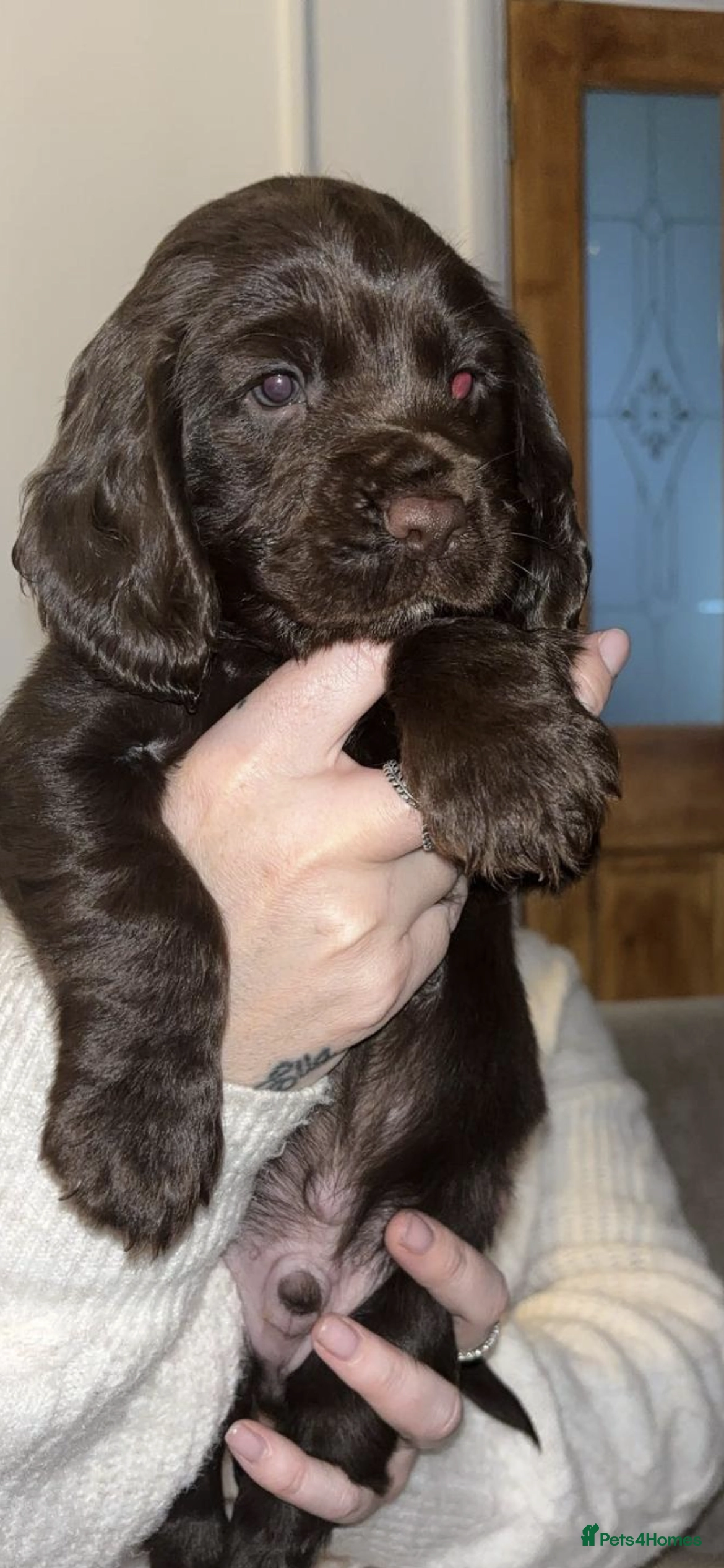 cocker spaniel puppies for sale hampshire