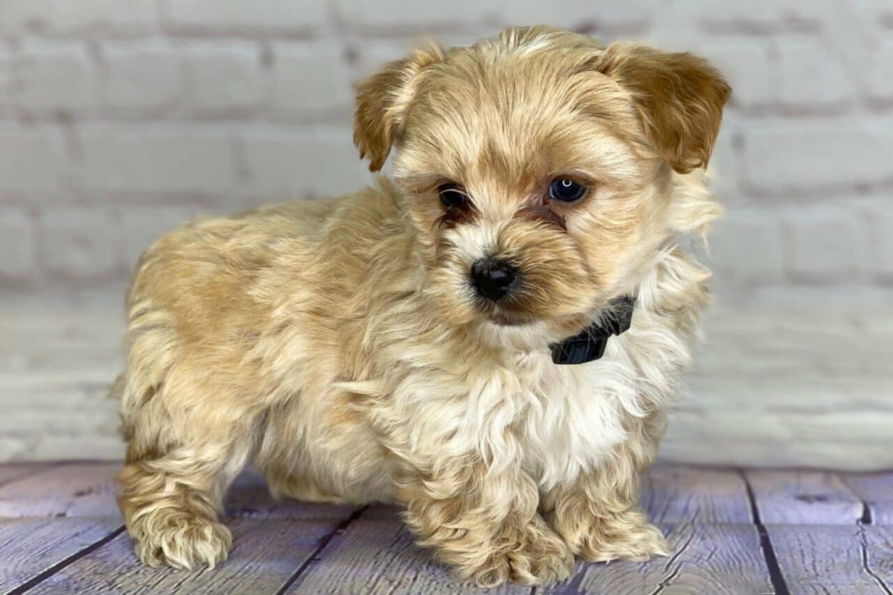 yorkie poo puppies for sale near me