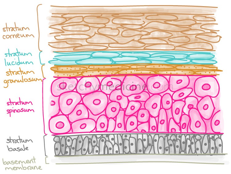 7 layers of skin mnemonic