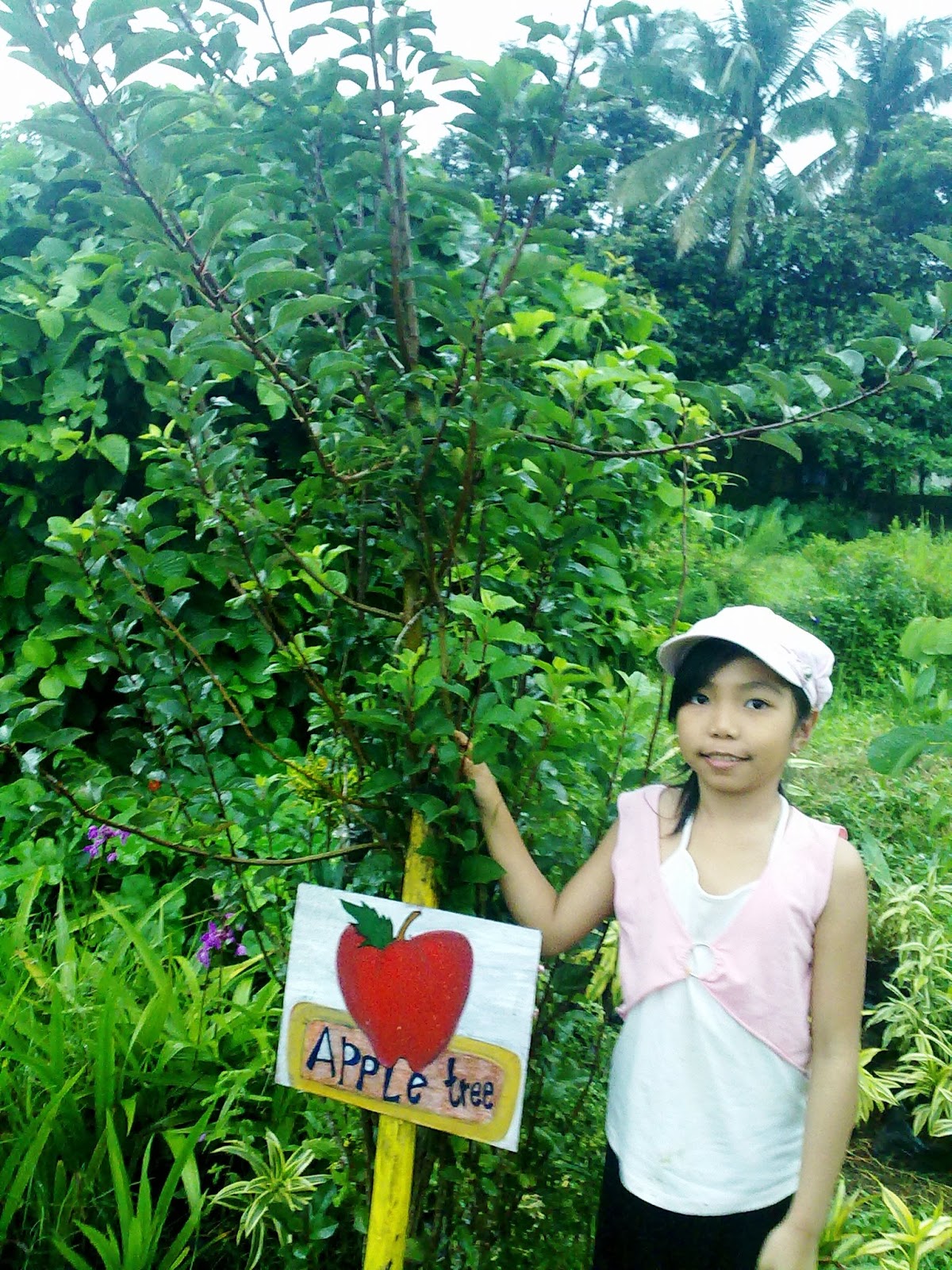 apple tree in baguio