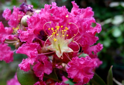 myrtle flower symbolism in the great gatsby