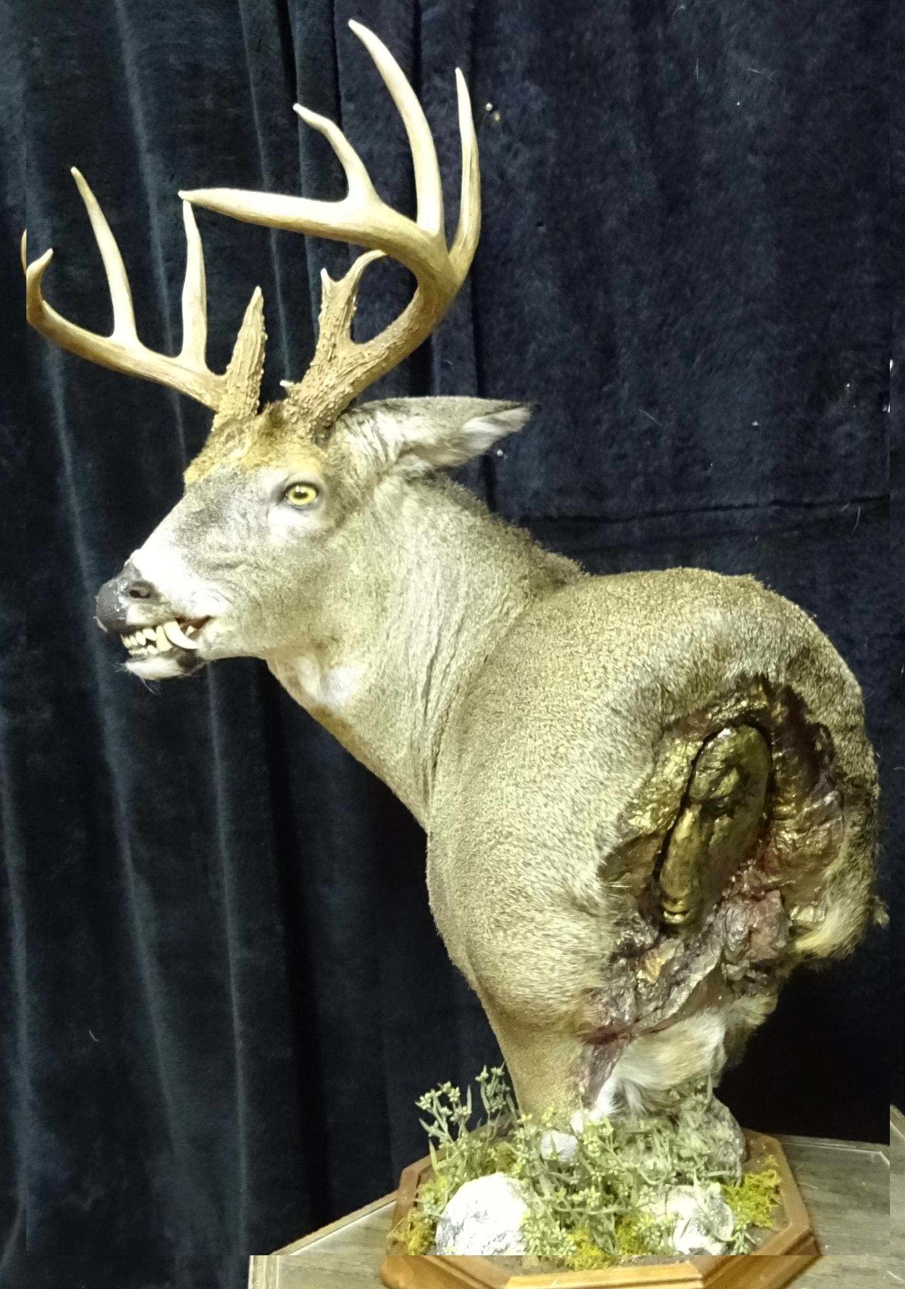 taxidermy net