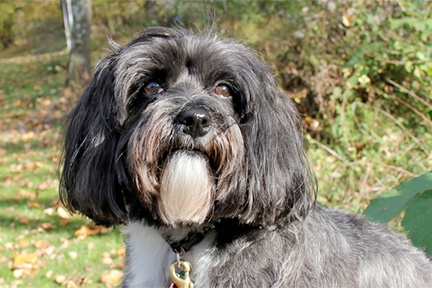 havanese rescue