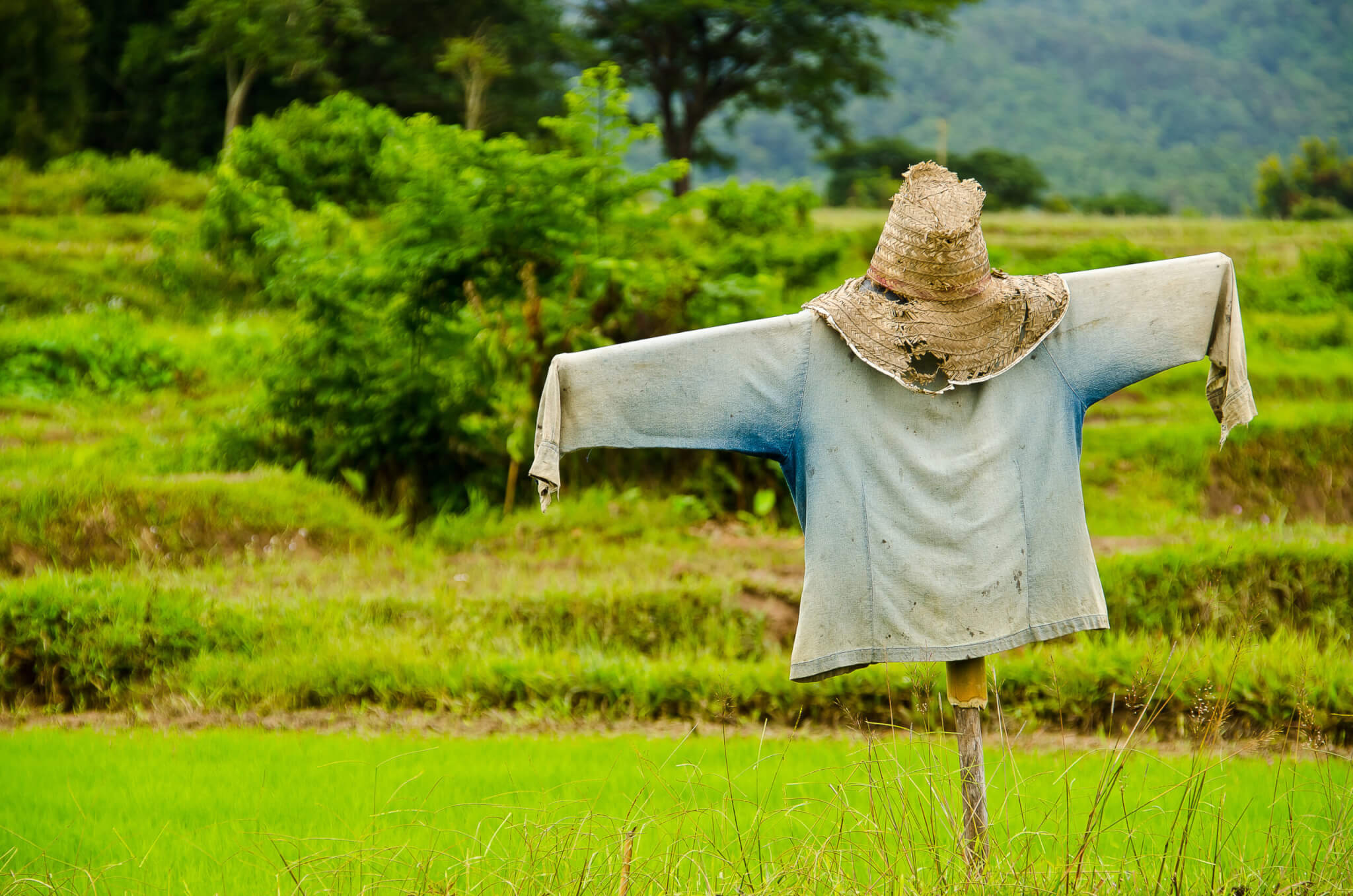 scarecrow photos