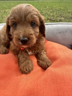 puppies for sale gumtree sydney