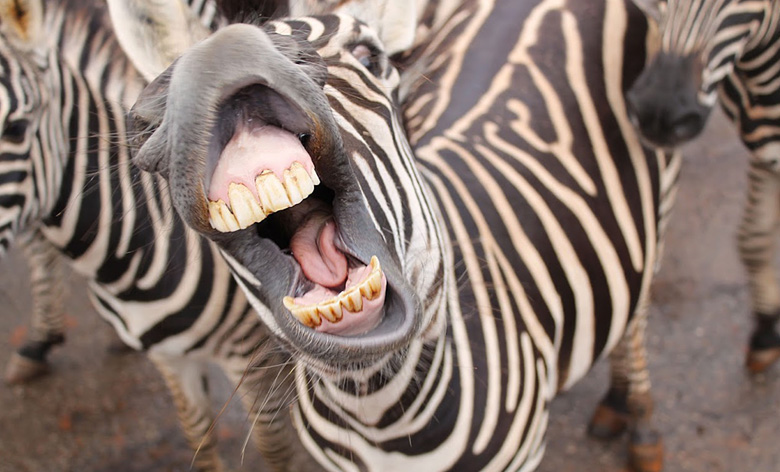 what noises do zebras make