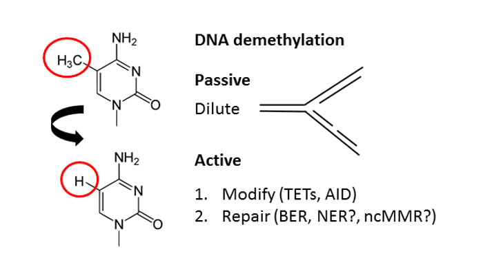 demethylation