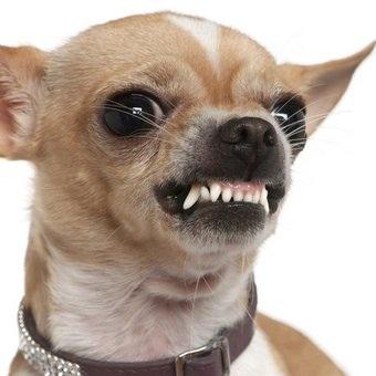 angry chihuahua meme