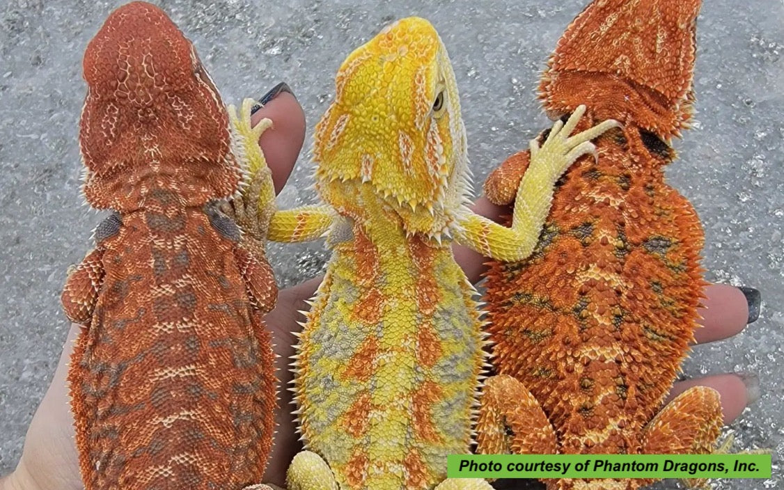 types of bearded dragon