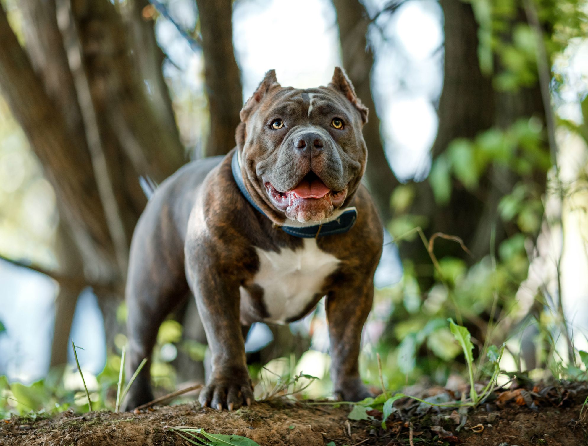 pictures of dogs pit bulls