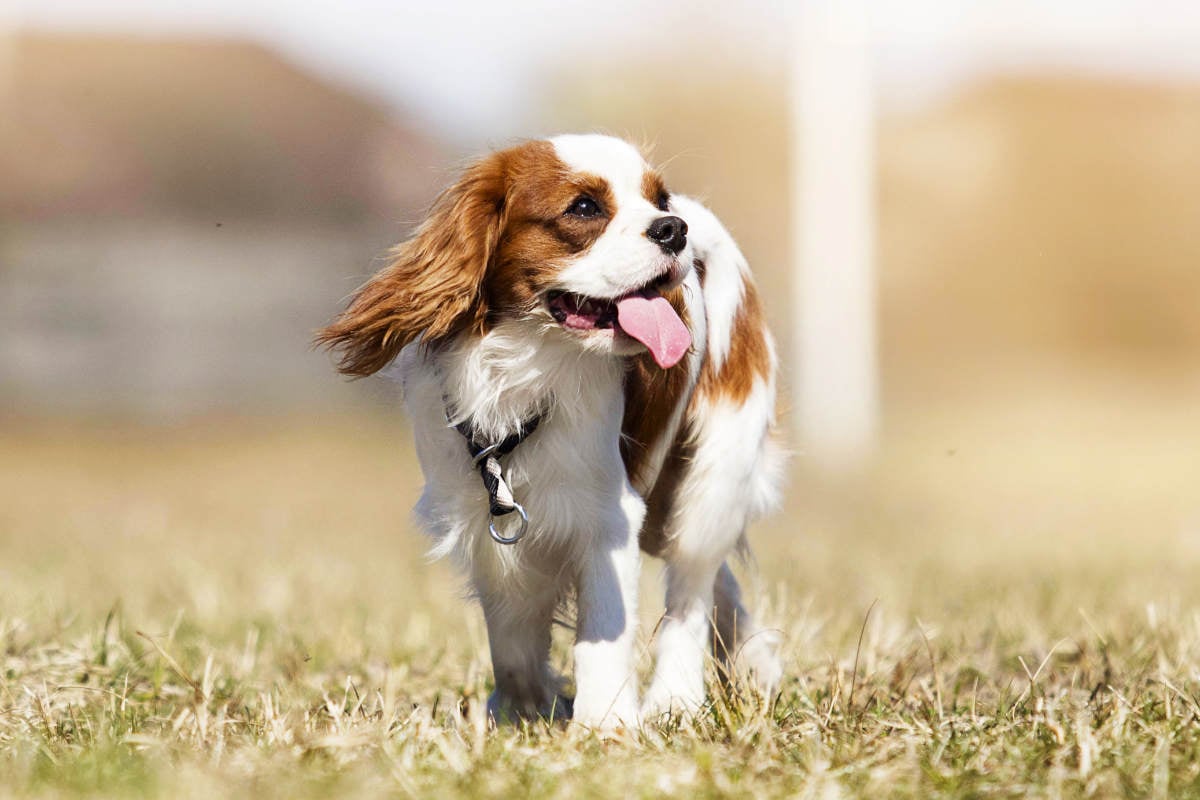 king charles spaniel mix breeds