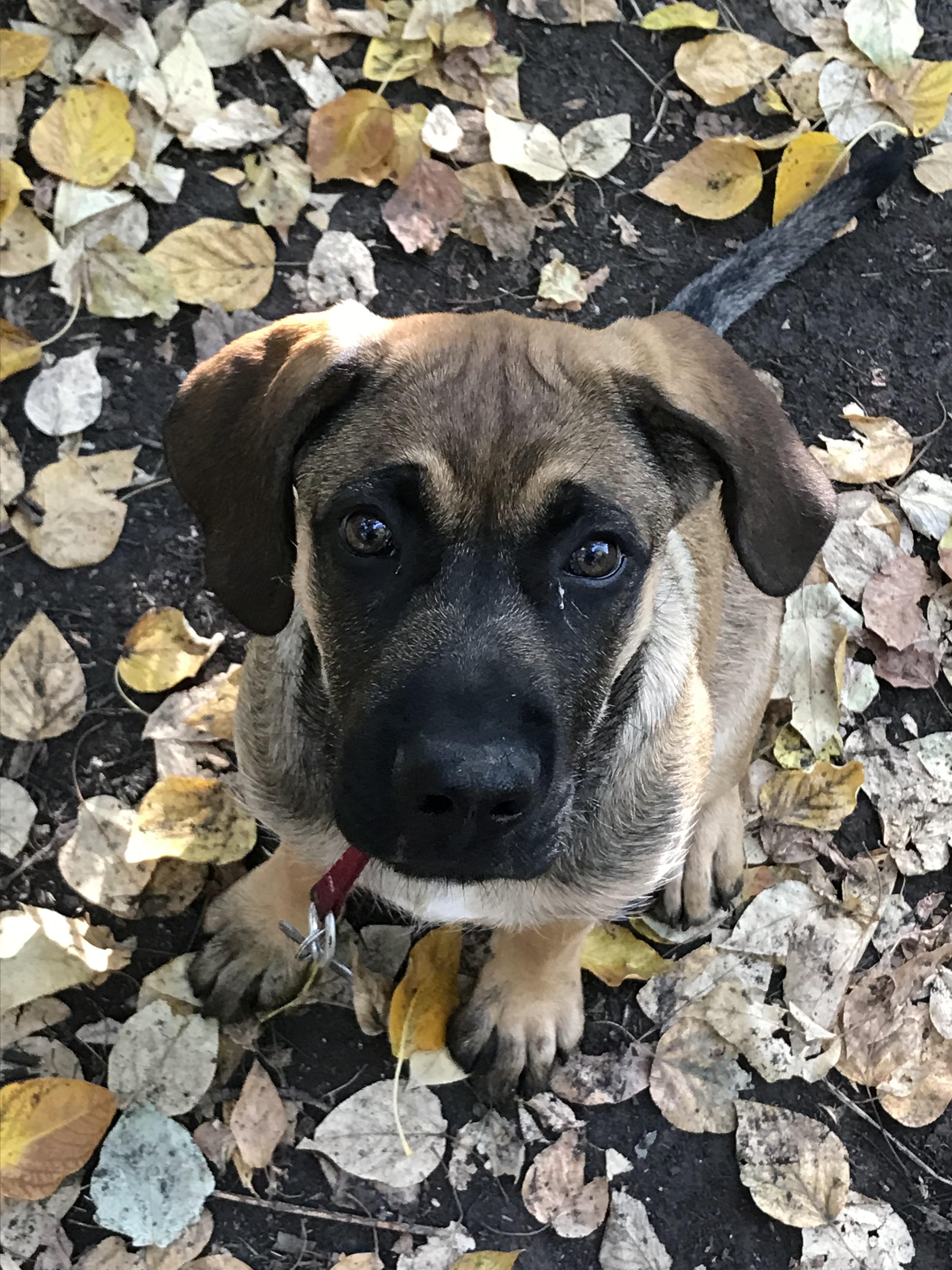 english mastiff and german shepherd mix