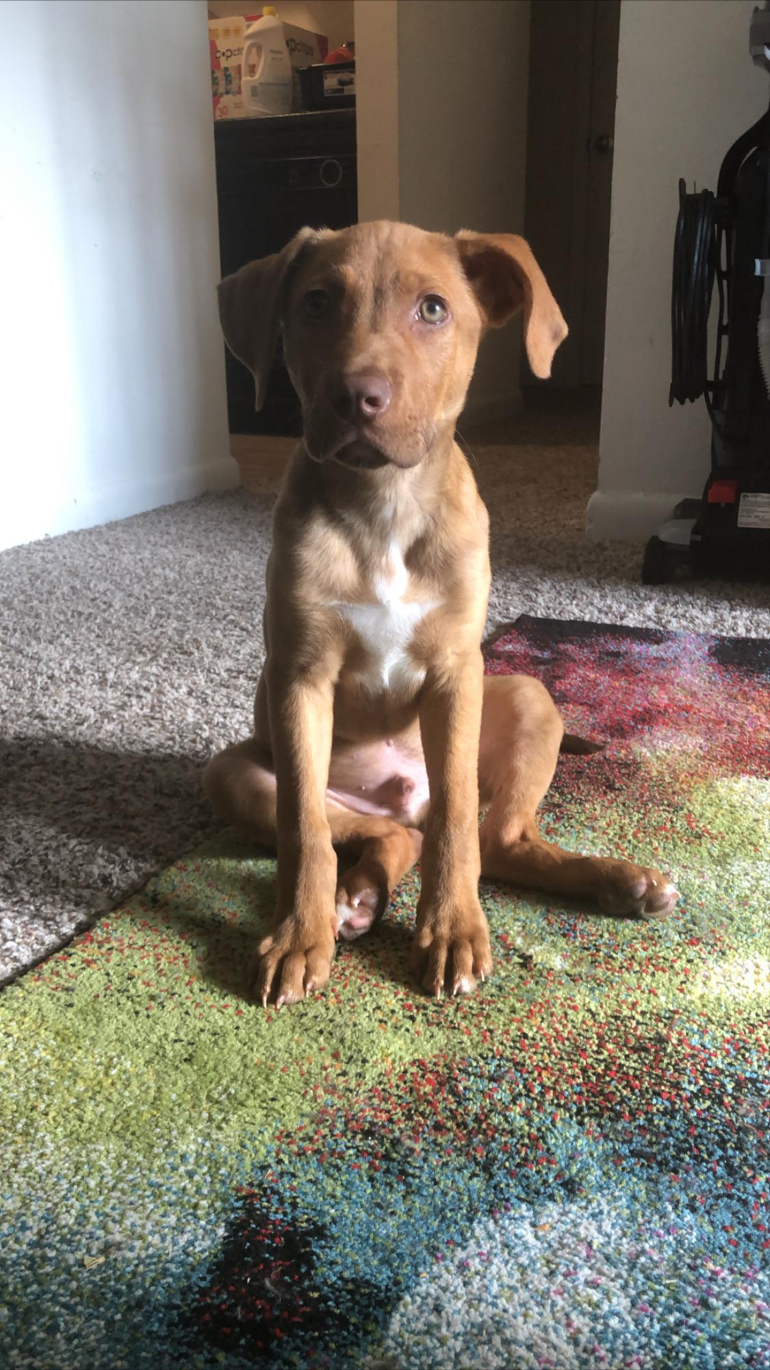 vizsla-pitbull mix dog