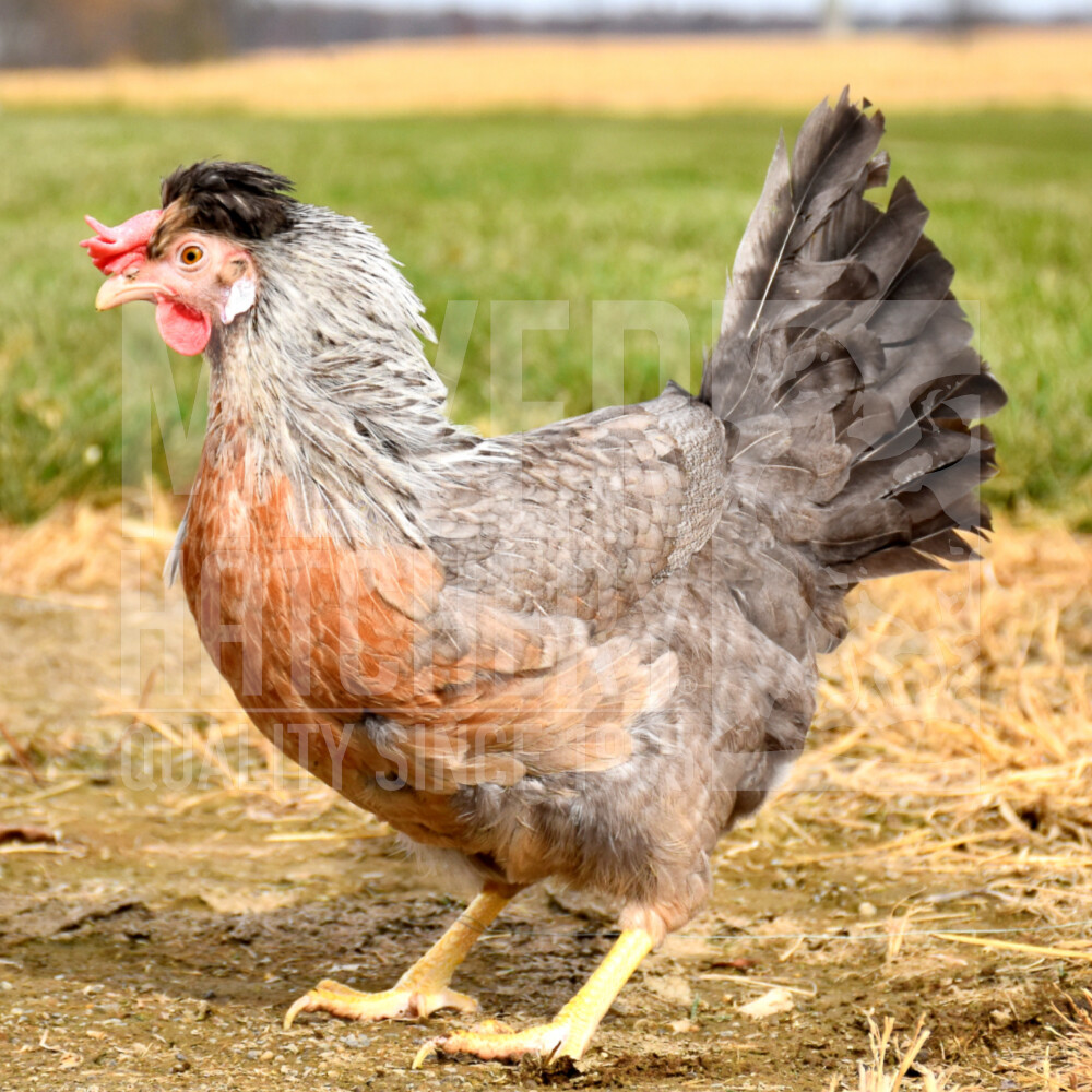 cream legbar hen