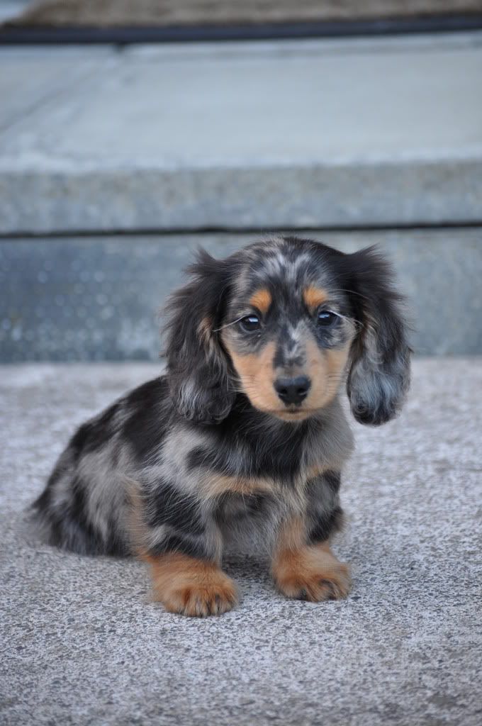 long haired dapple dachshund for sale