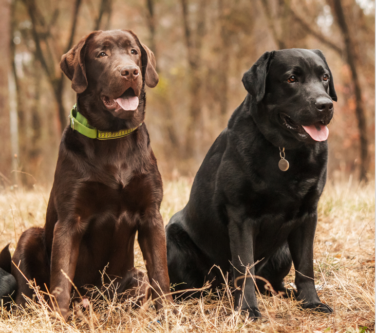 labrador rescue indiana