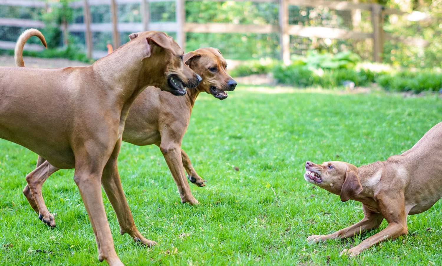 rhodesian ridgeback size comparison