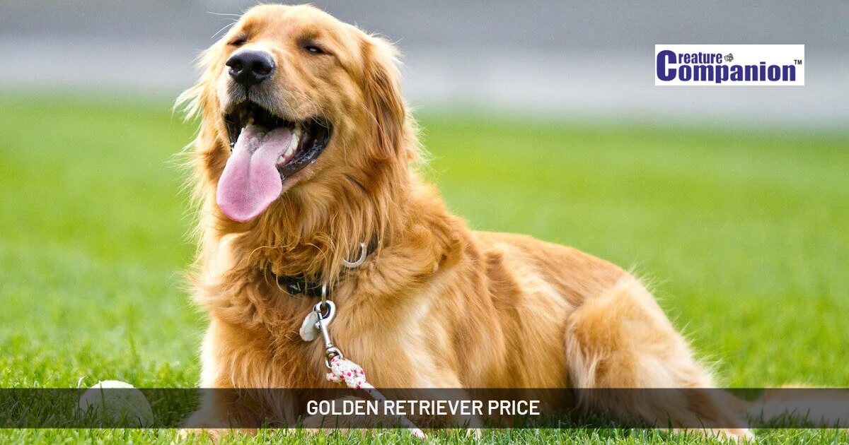 golden retriever for sale