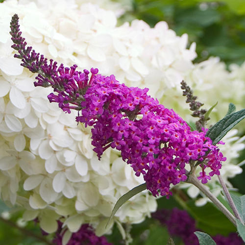 rainbow butterfly bush