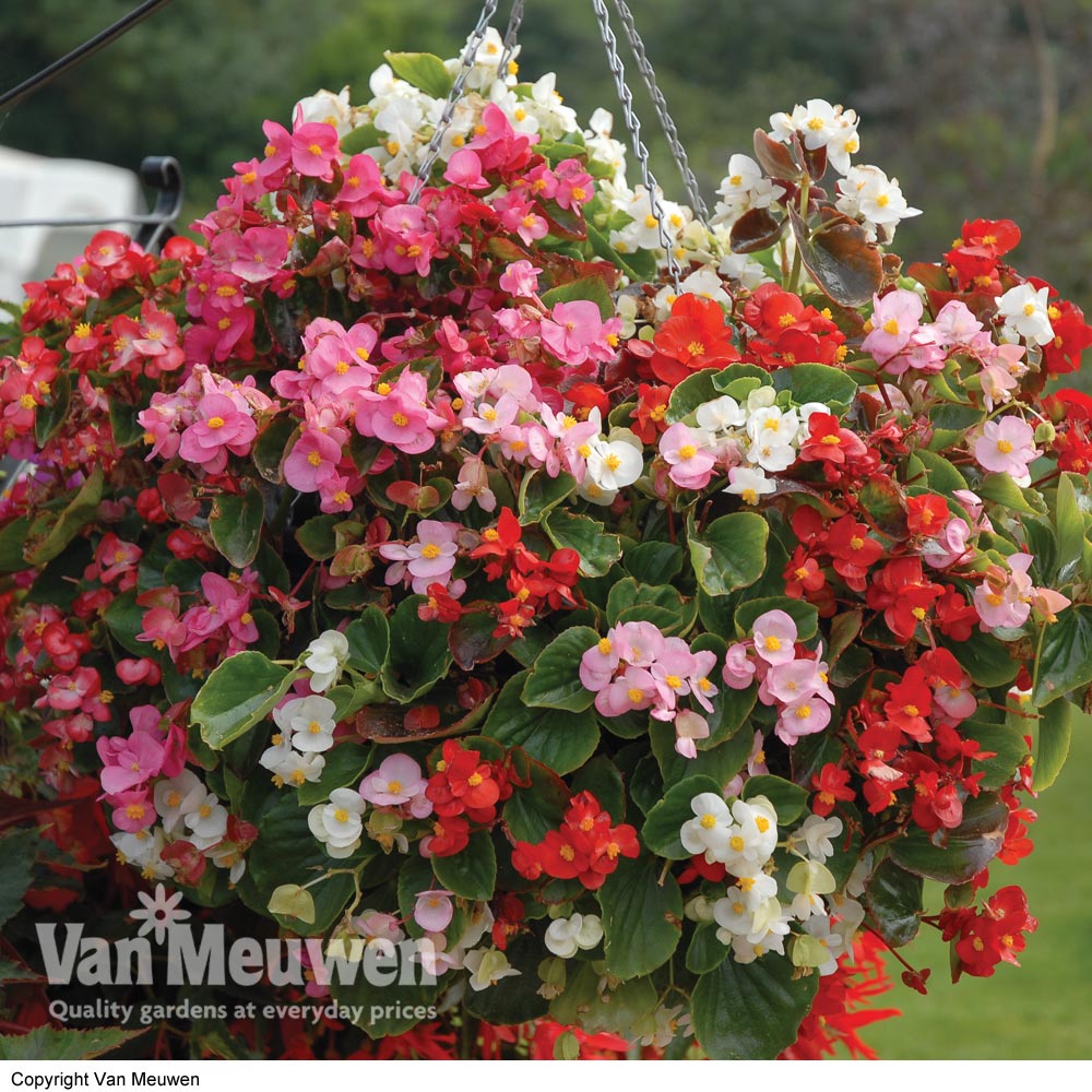 begonia lotto