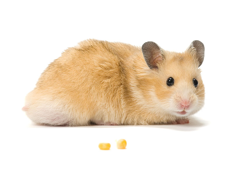 pic of a hamster