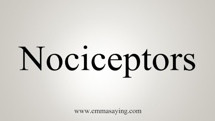 nociceptors pronunciation