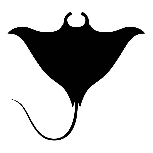 stingray clip art