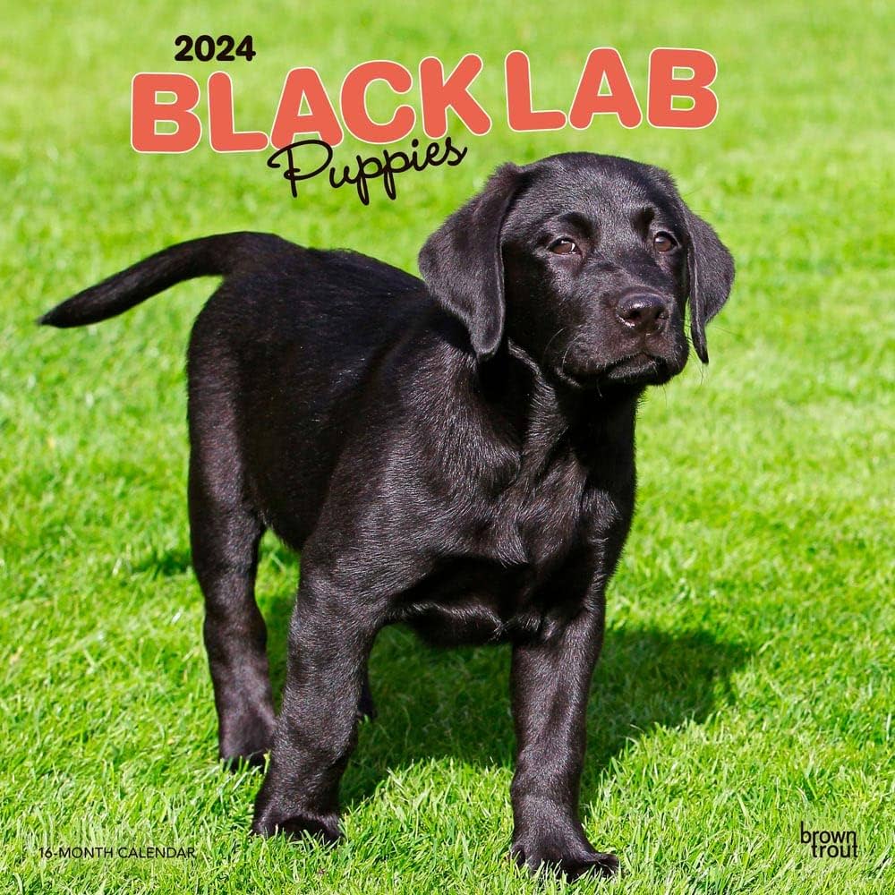 black labrador price