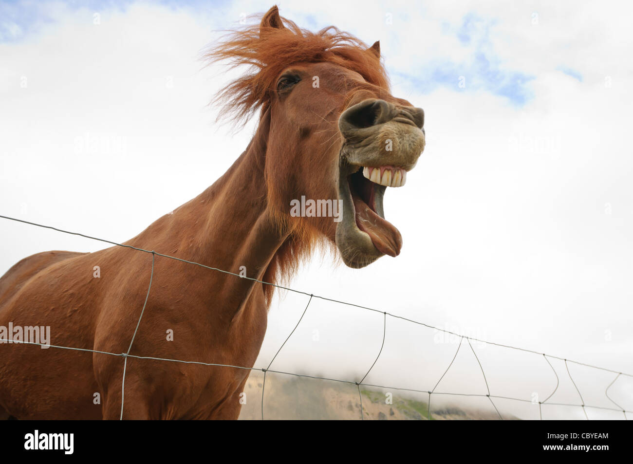 caballos chistosos