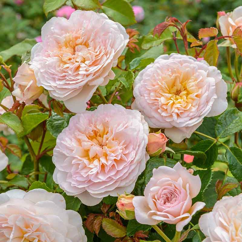 david austin roses uk