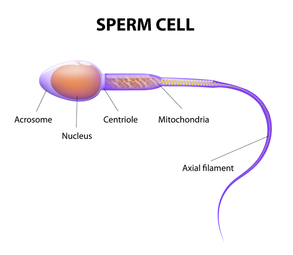 how many chromosomes does a human sperm cell have