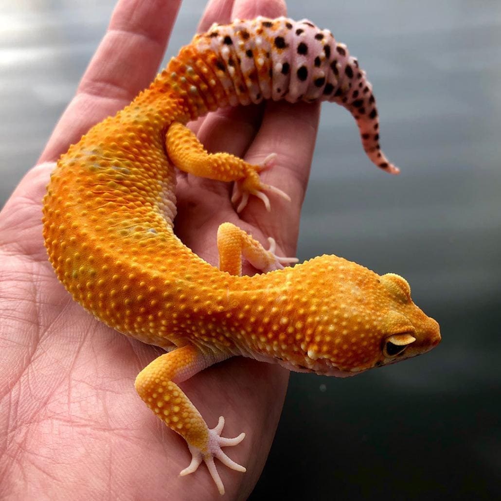 gecko leopard fiyat