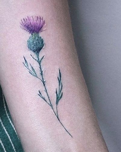 scotland thistle tattoo